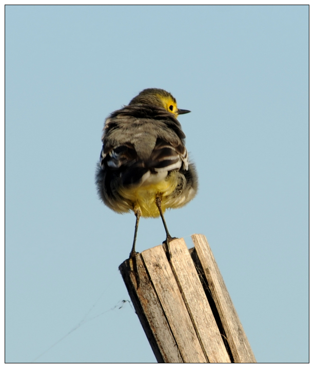 ͷn_ Citrine Wagtail