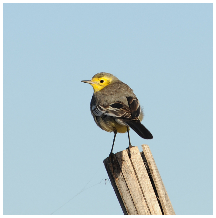 ͷn_ Citrine Wagtail