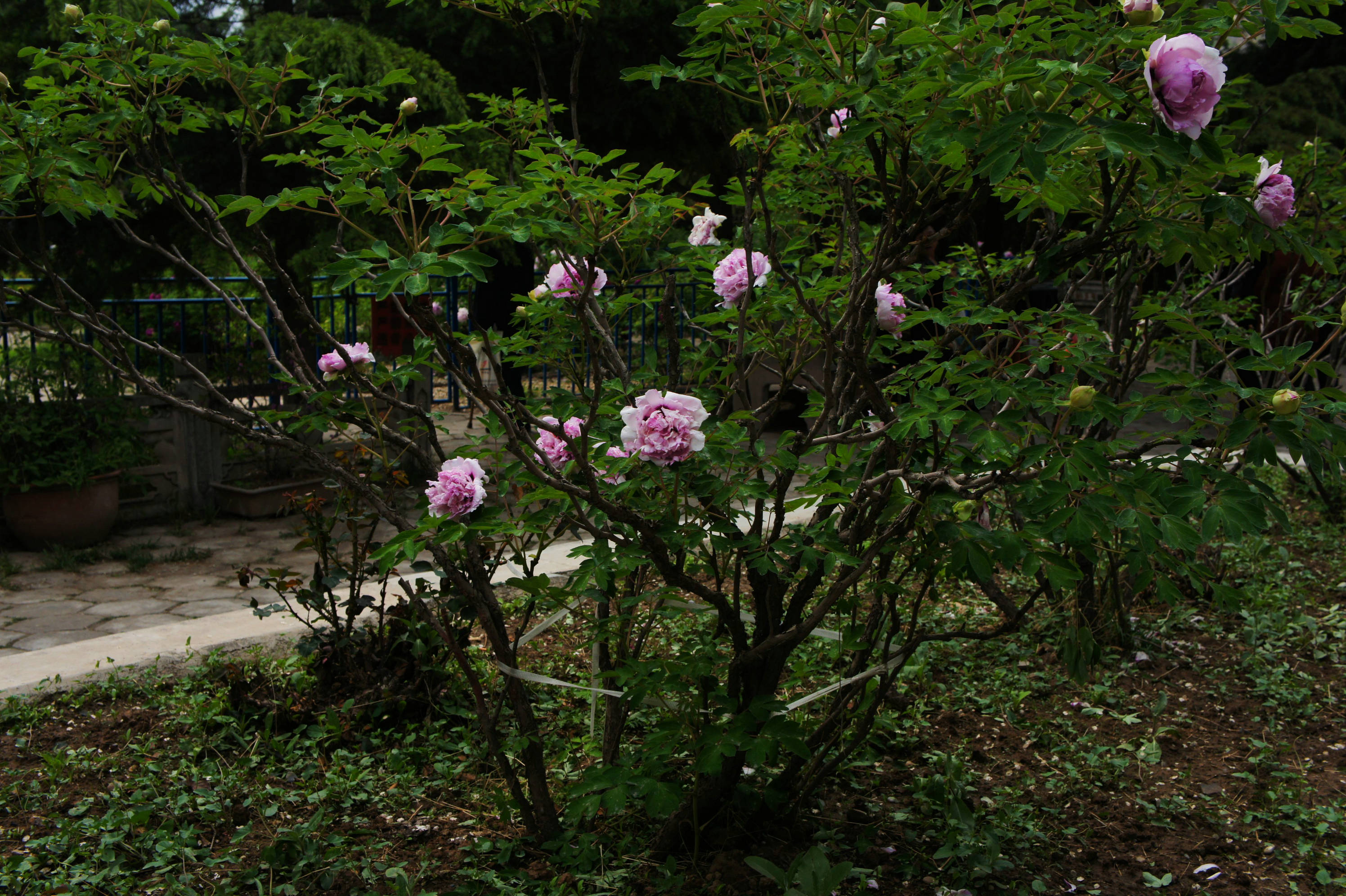 甘肃紫斑牡丹 俏花枝