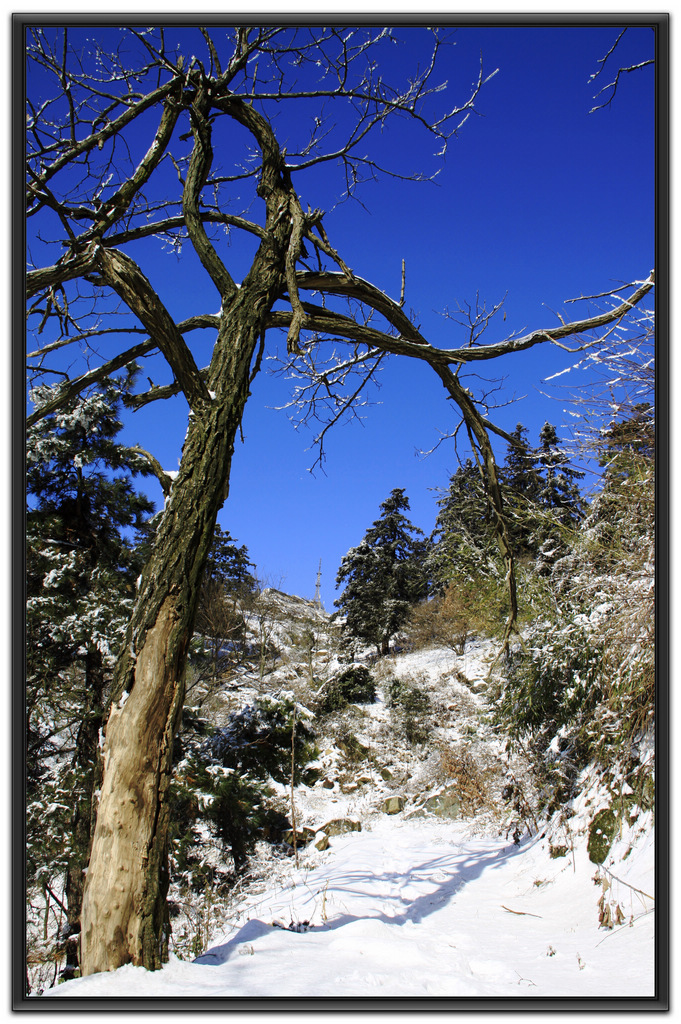 雪岗迎冰