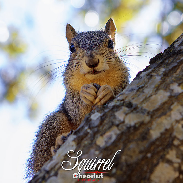 Squirrel