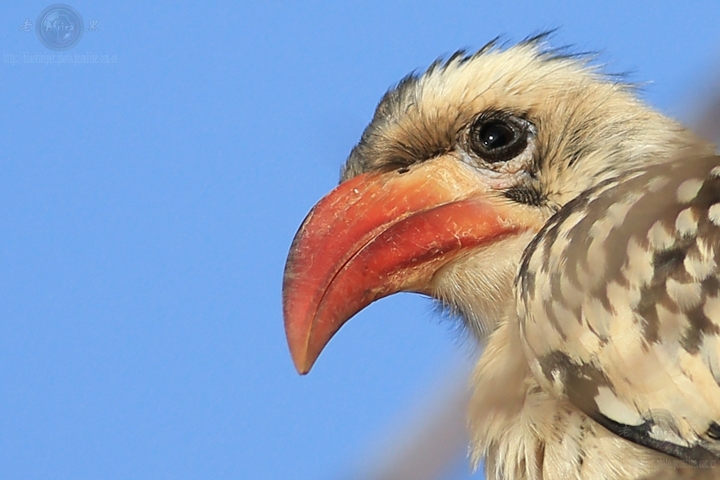 ϬRed-hilled Hornbill-Africa