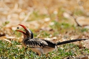 ϬRed-hilled Hornbill-Africa