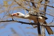 ϬRed-hilled Hornbill-Africa