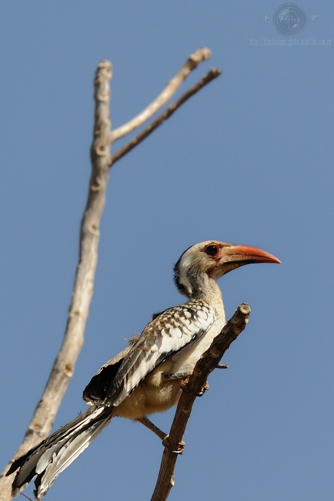 ϬRed-hilled Hornbill-Africa