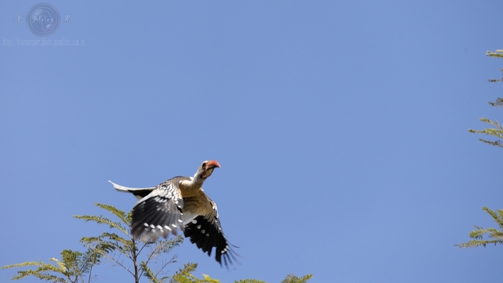 ϬRed-hilled Hornbill-Africa