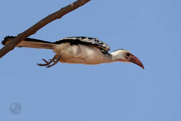 ϬRed-hilled Hornbill-Africa