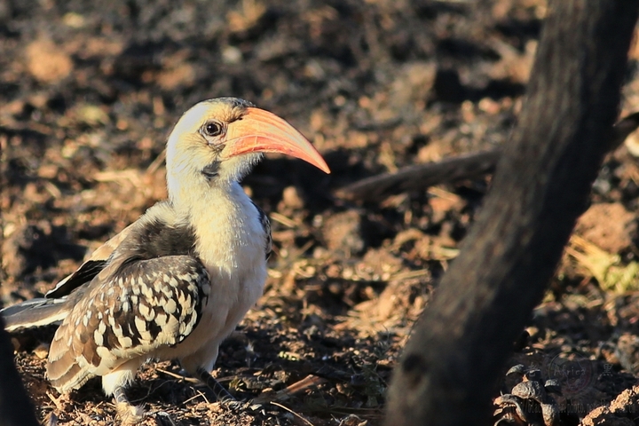 ϬRed-hilled Hornbill-Africa