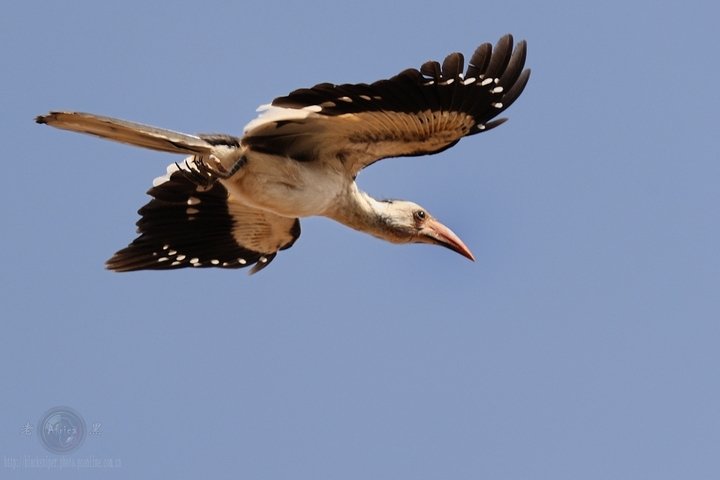 ϬRed-hilled Hornbill-Africa