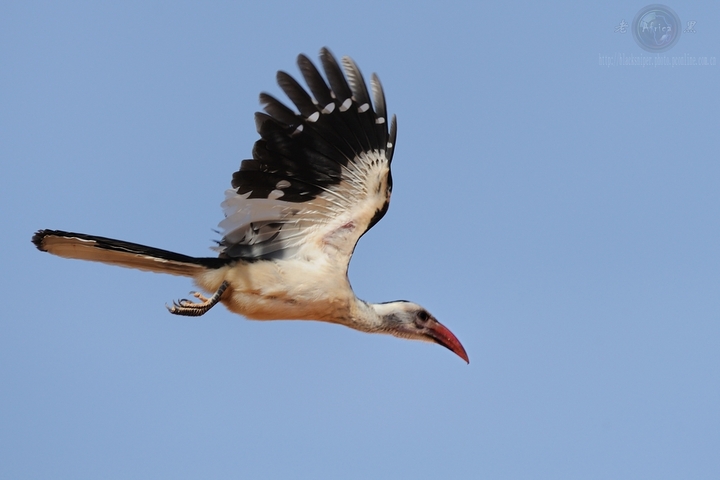 ϬRed-hilled Hornbill-Africa