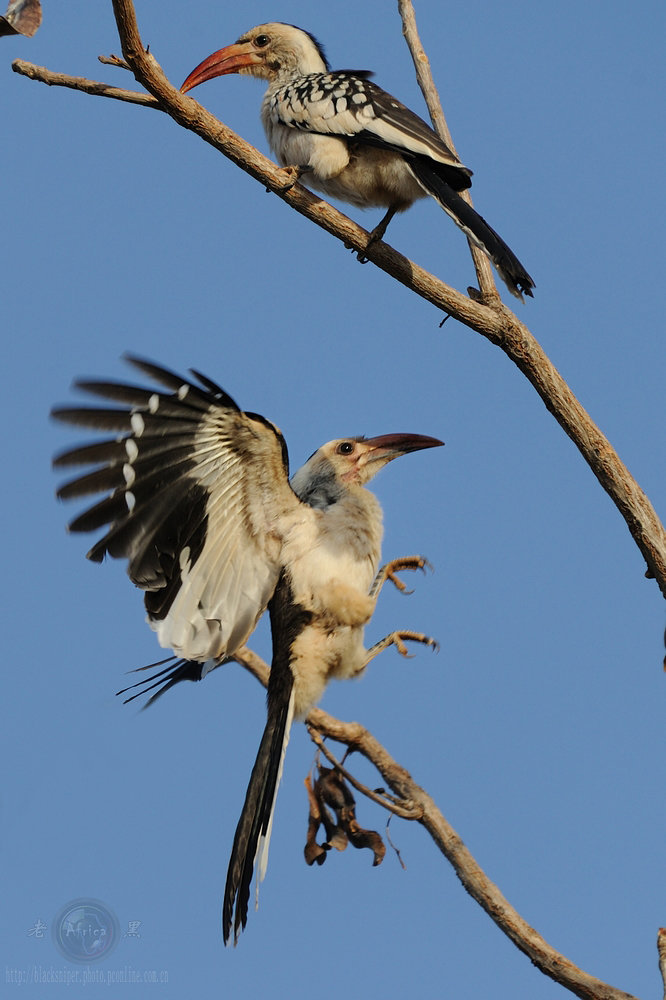 ϬRed-hilled Hornbill-Africa