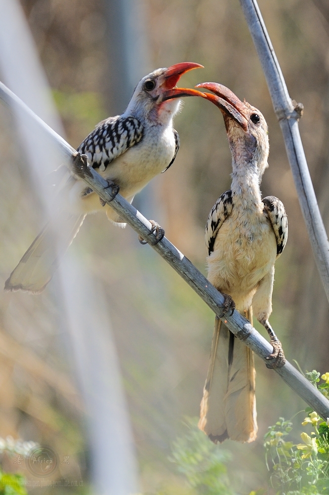 ϬRed-hilled Hornbill-Africa