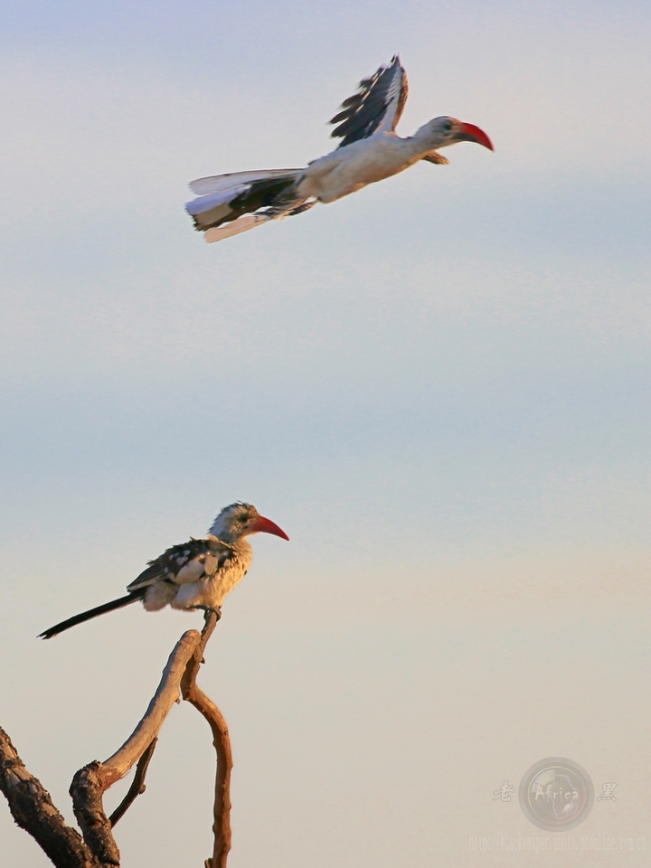 ϬRed-hilled Hornbill-Africa