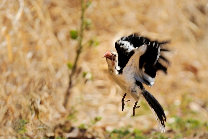 ϬRed-hilled Hornbill-Africa