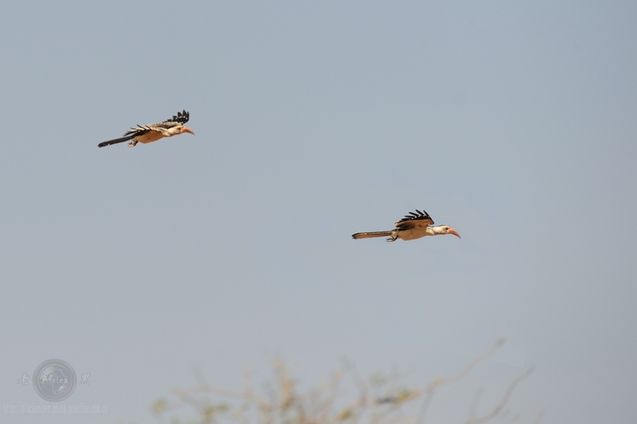 ϬRed-hilled Hornbill-Africa