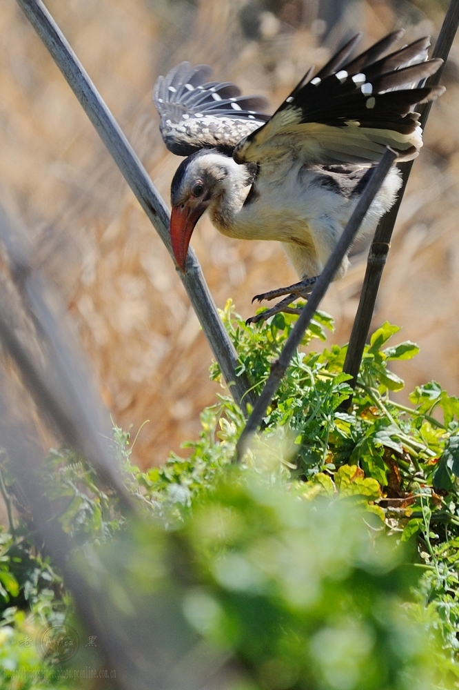 ϬRed-hilled Hornbill-Africa