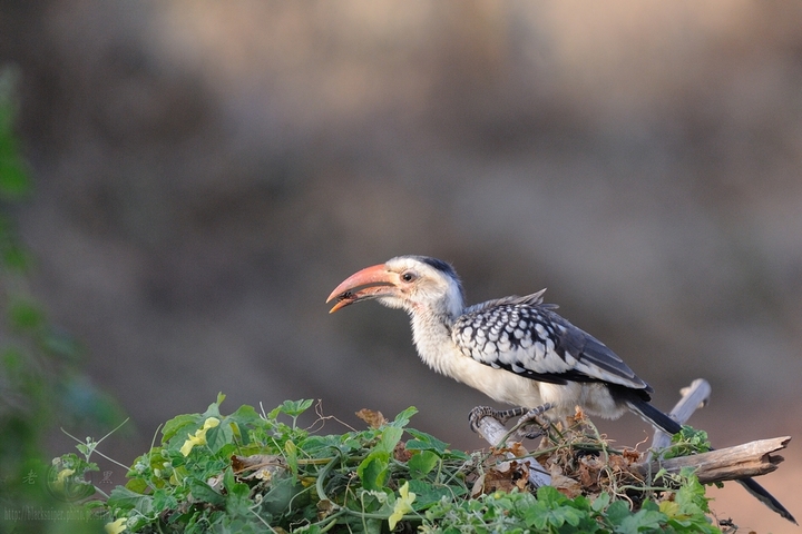 ϬRed-hilled Hornbill-Africa