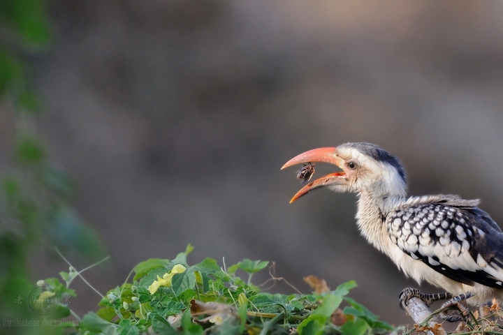 ϬRed-hilled Hornbill-Africa