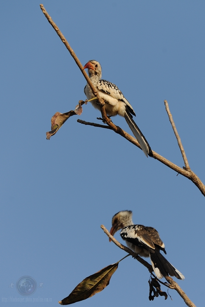 ϬRed-hilled Hornbill-Africa