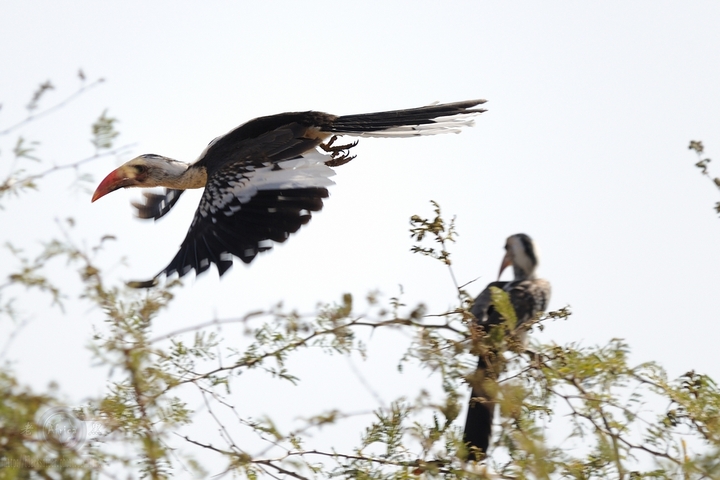 ϬRed-hilled Hornbill-Africa