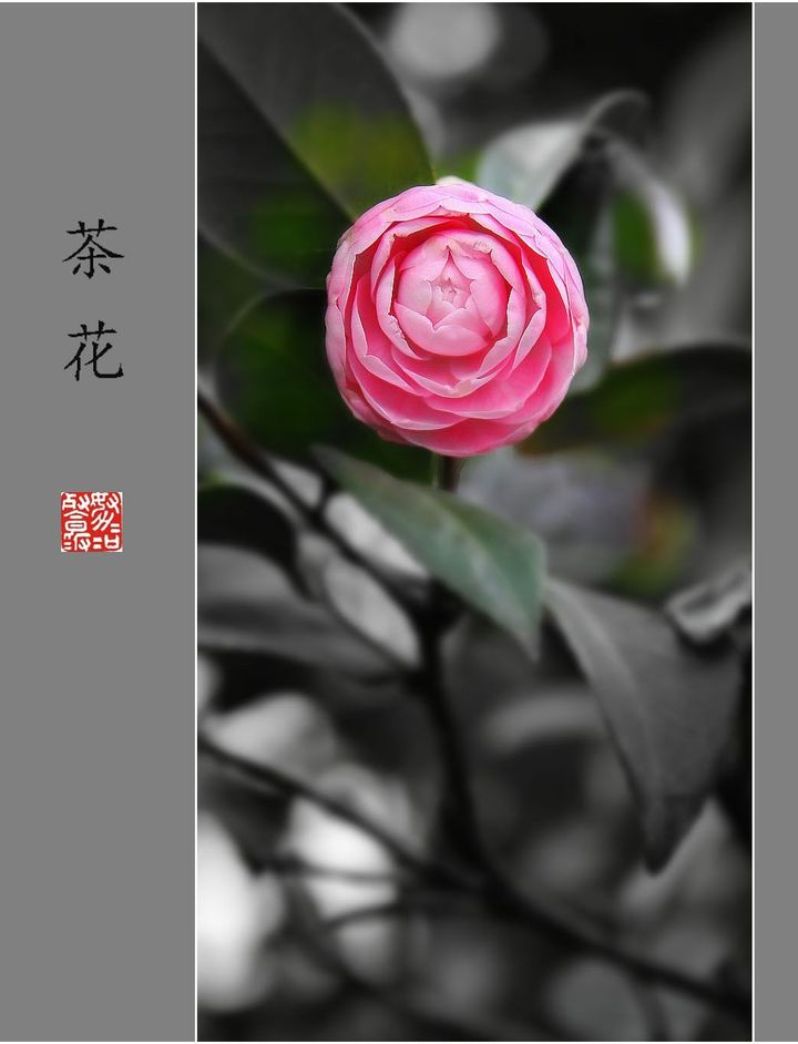 軨