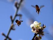 萝岗的梅花和小蜜蜂