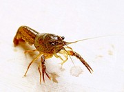 2012年拍摄到的昆虫，虾回顾