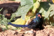 ִʤ Red-billed Wood Hoopoe, Africa