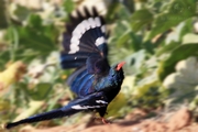 ִʤ Red-billed Wood Hoopoe, Africa