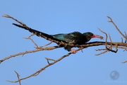 ִʤ Red-billed Wood Hoopoe, Africa