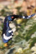 ִʤ Red-billed Wood Hoopoe, Africa