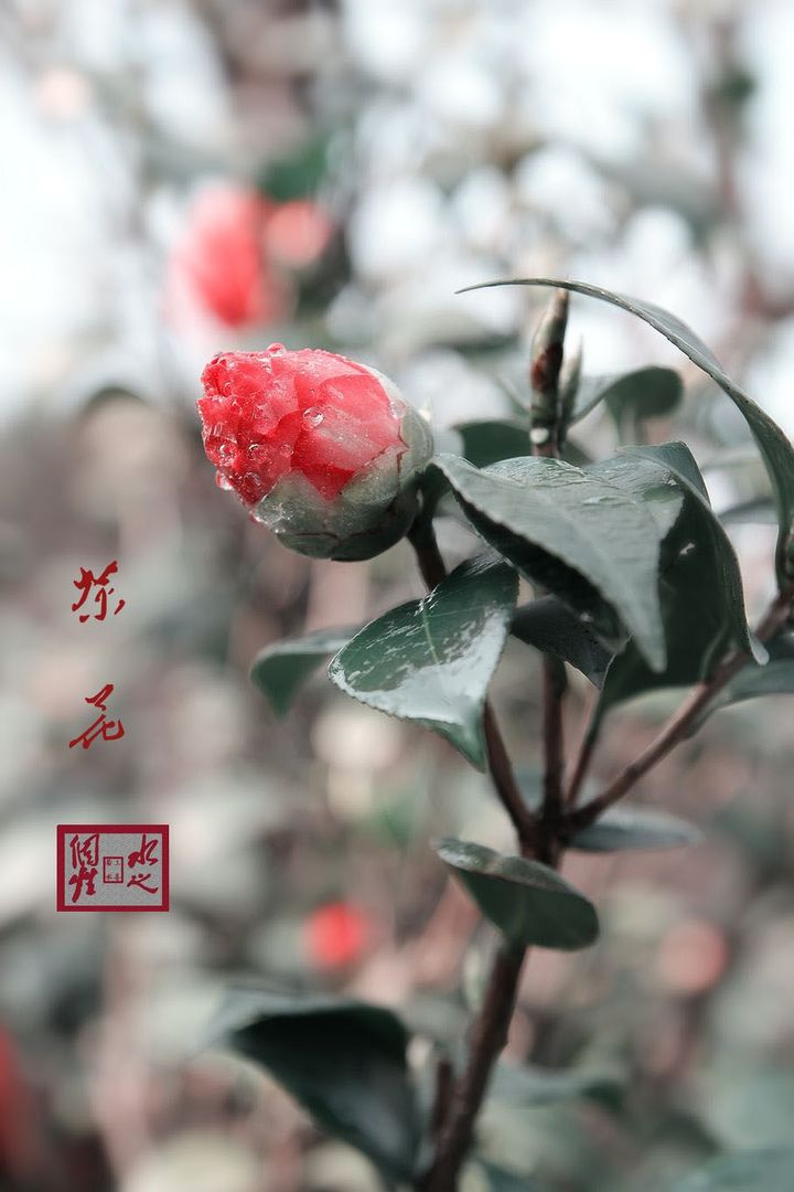 軨