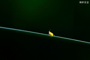 麻田蚜虫