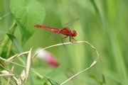 红蜻蜓2