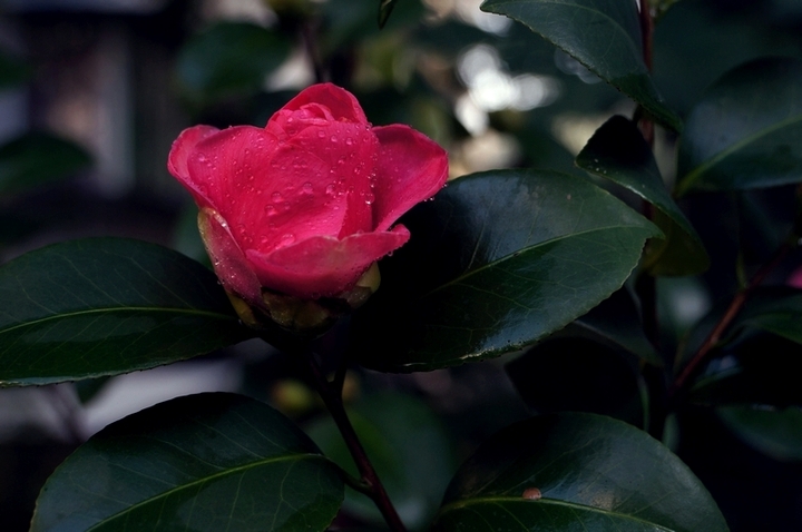 黑色茶花品种大全图片