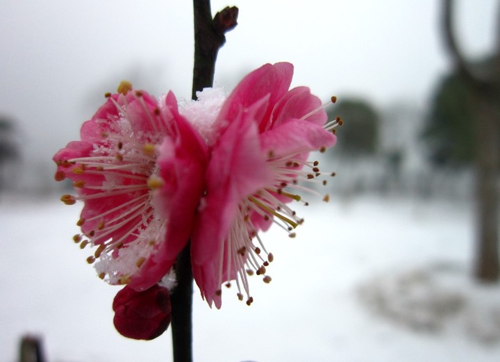 一剪寒梅傲立雪中