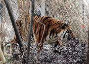 成都市动物园一只孟加拉虎生命频临疾患威胁——谁来拯救牠？