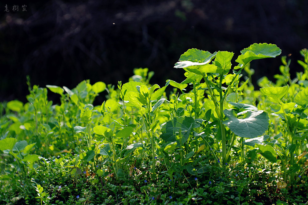【墙头野草等摄影图片】其他生态摄影_太平洋电脑网摄影部落
