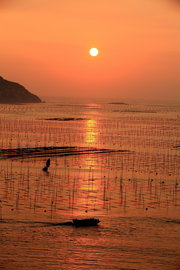 霞浦 金色北岐