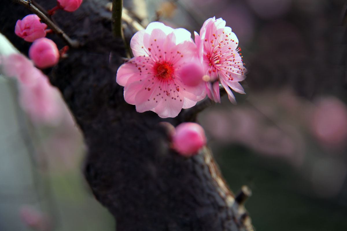 迎春梅花朵朵開