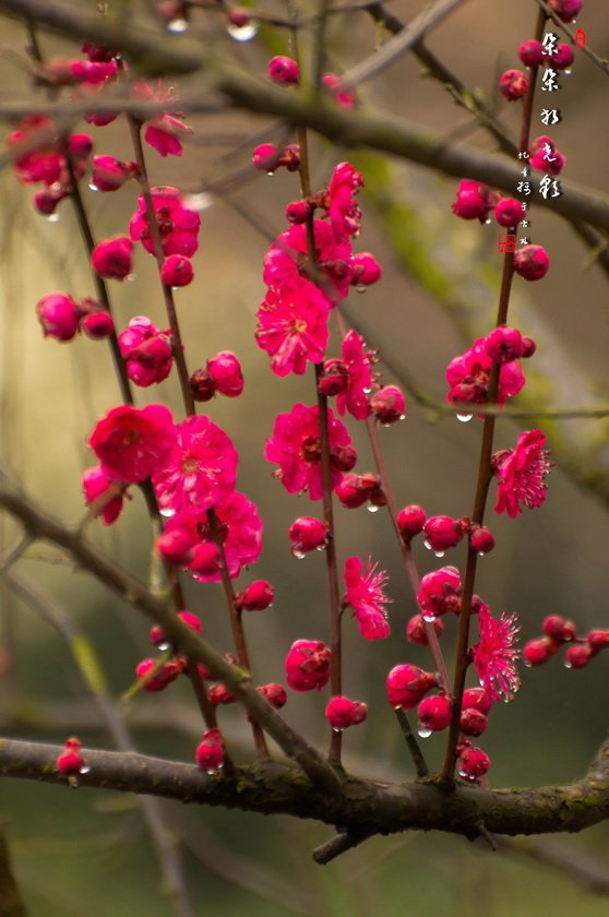 紅梅花兒開朵朵放光彩