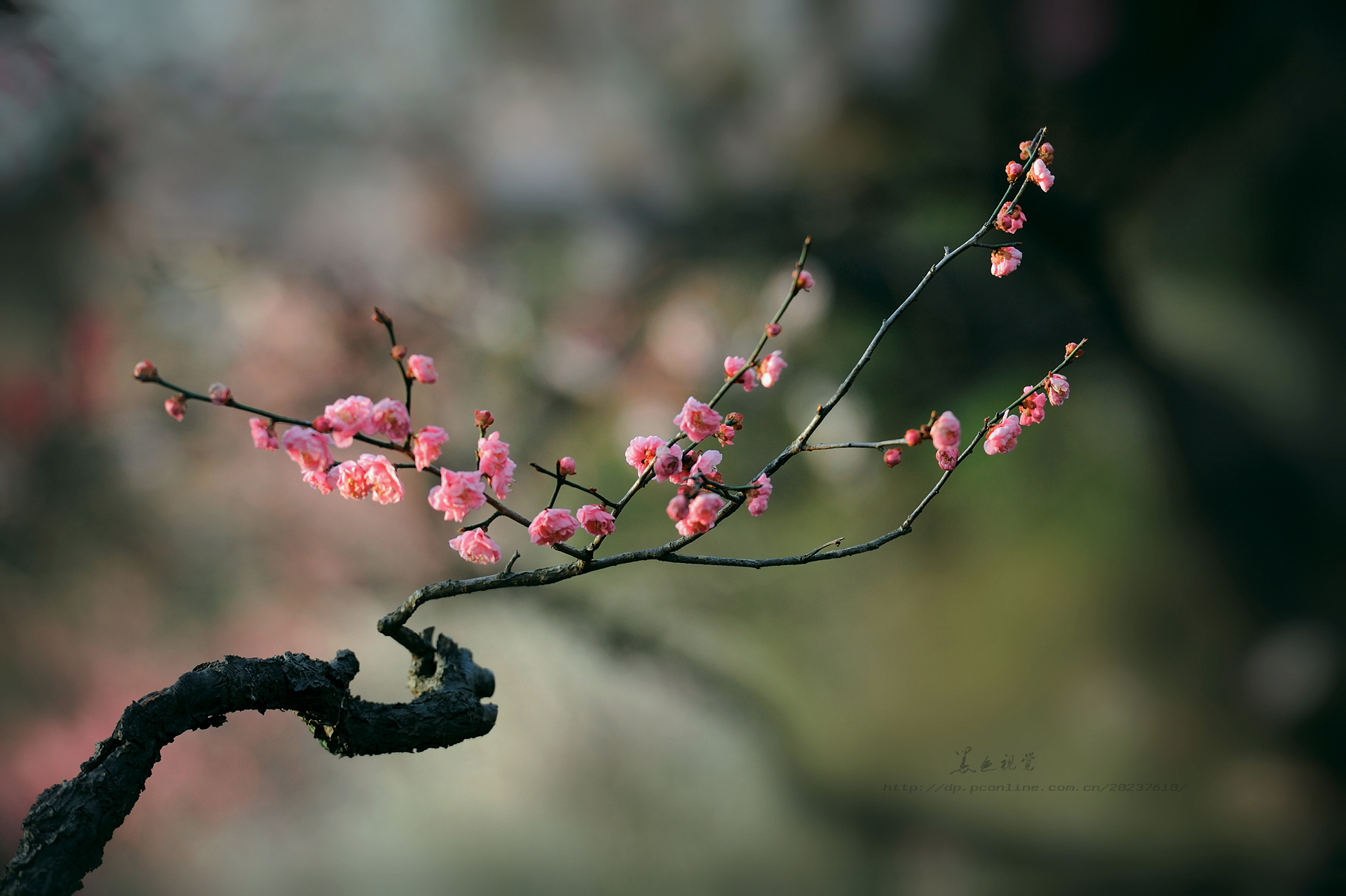 【又探梅花山攝影圖片】南京梅花山生態攝影_黑色視覺_太平洋電腦網攝