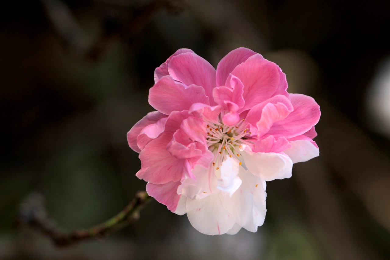 郊野桃花