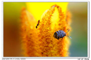 春天的蚂蚁与花蚜