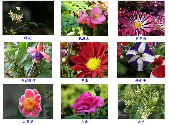 各种各样的花朵 名字图片