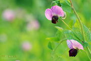 豆花艳 菜花黄