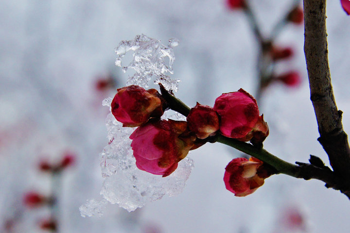 冬天踏雪寻梅图片大全图片