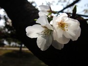 樱花迎春