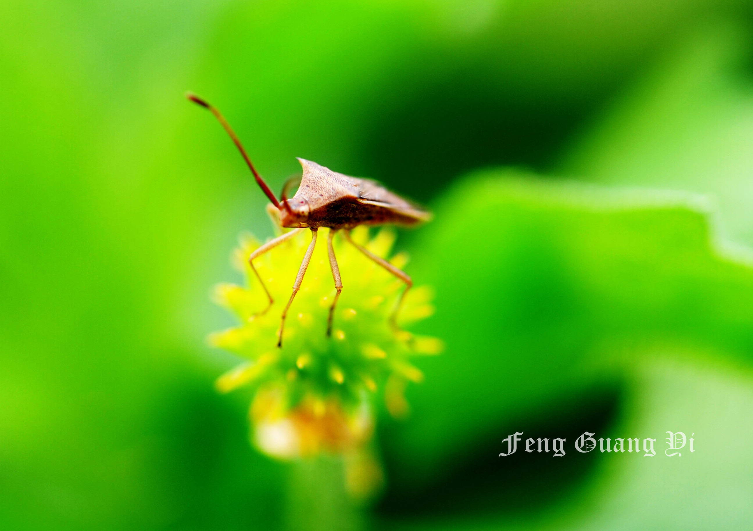 水绕虫鸣花香西来红(续)