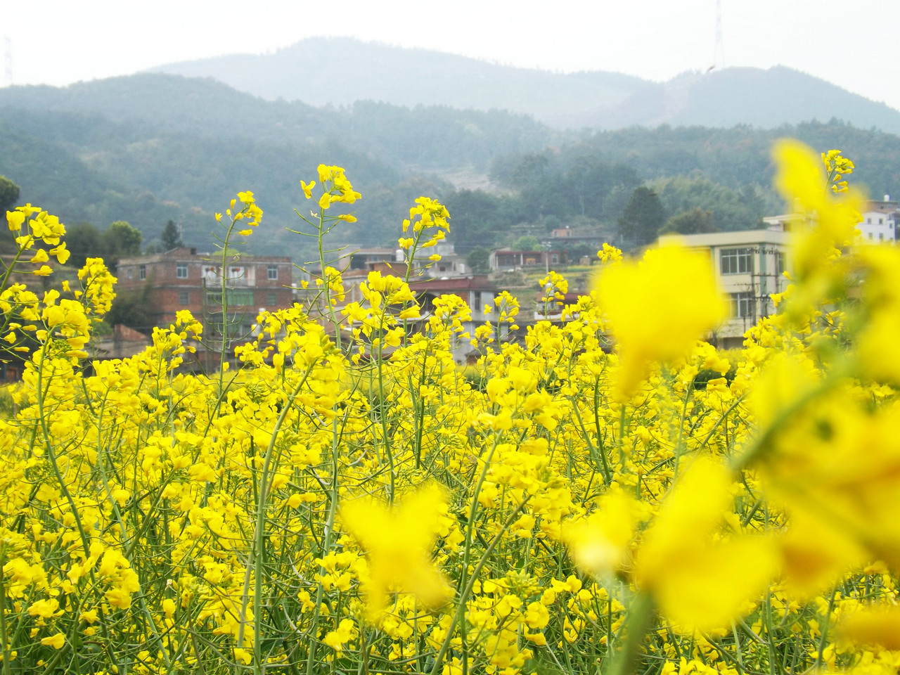 泉州虹山油菜花